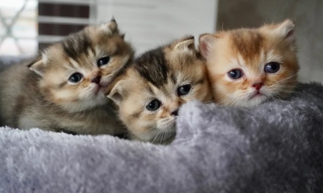 🐾 Charming Munchkin Kitten! 🐾