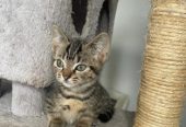 🐾 Charming Munchkin Kitten! 🐾