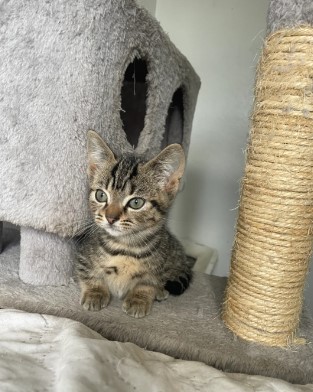 🐾 Charming Munchkin Kitten! 🐾