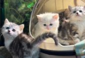 🐾 Charming Munchkin Kitten! 🐾