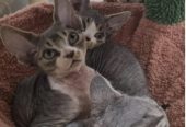 BEAUTIFUL DEVON REX KITTEN