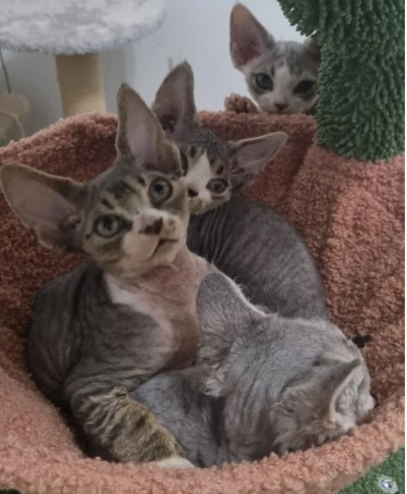 BEAUTIFUL DEVON REX KITTEN