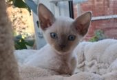 BEAUTIFUL DEVON REX KITTEN