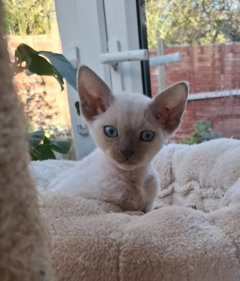 BEAUTIFUL DEVON REX KITTEN