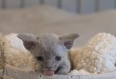 BEAUTIFUL DEVON REX KITTEN