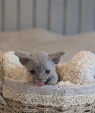 BEAUTIFUL DEVON REX KITTEN