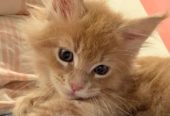 🐾 Magnificent Maine Coon Kitten!