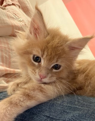 🐾 Magnificent Maine Coon Kitten!
