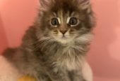 🐾 Magnificent Maine Coon Kitten!