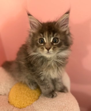 🐾 Magnificent Maine Coon Kitten!