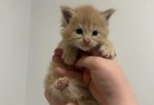 🐾 Magnificent Maine Coon Kitten!