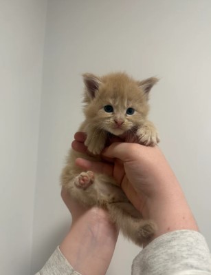 🐾 Magnificent Maine Coon Kitten!