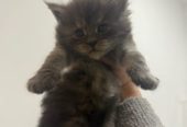 🐾 Magnificent Maine Coon Kitten!