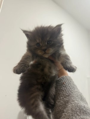 🐾 Magnificent Maine Coon Kitten!