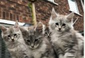 🐾 Magnificent Maine Coon Kitten!