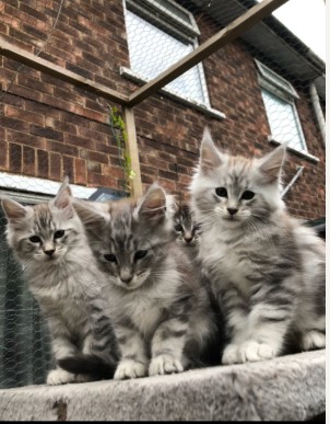 🐾 Magnificent Maine Coon Kitten!