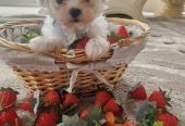 Sweet Maltese Puppies Ready for New Homes!