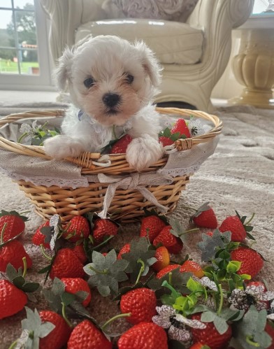 Sweet Maltese Puppies Ready for New Homes!