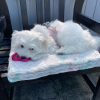 Sweet Maltese Puppies Ready for New Homes!