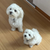Sweet Maltese Puppies Ready for New Homes!