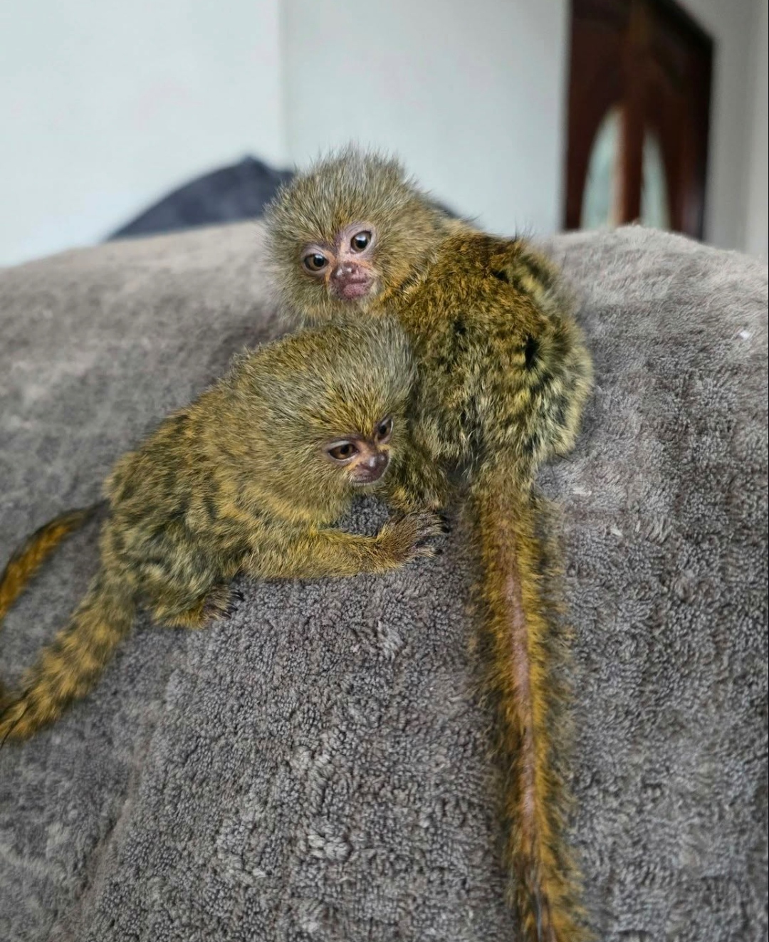 Pygmy Finger Marmoset – Healthy & Well Cared