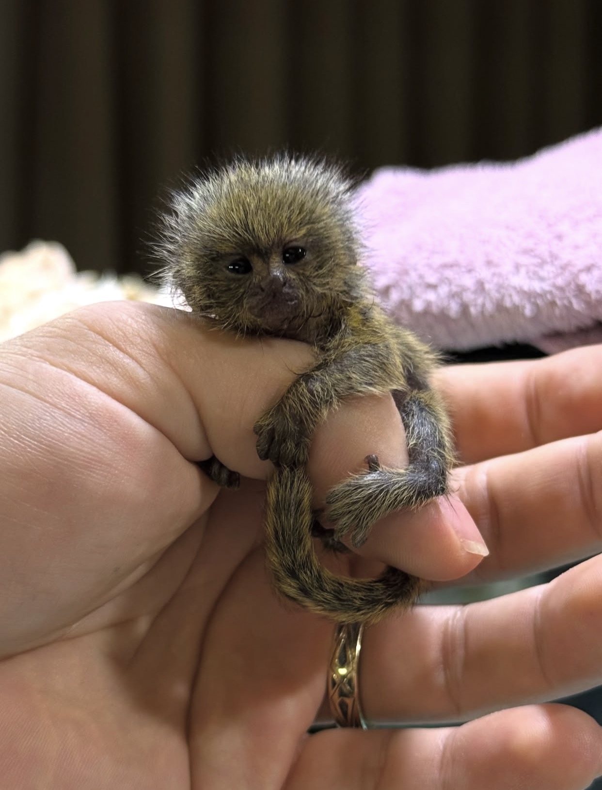 Marmoset Monkey – Healthy, Well-Cared-For Companion