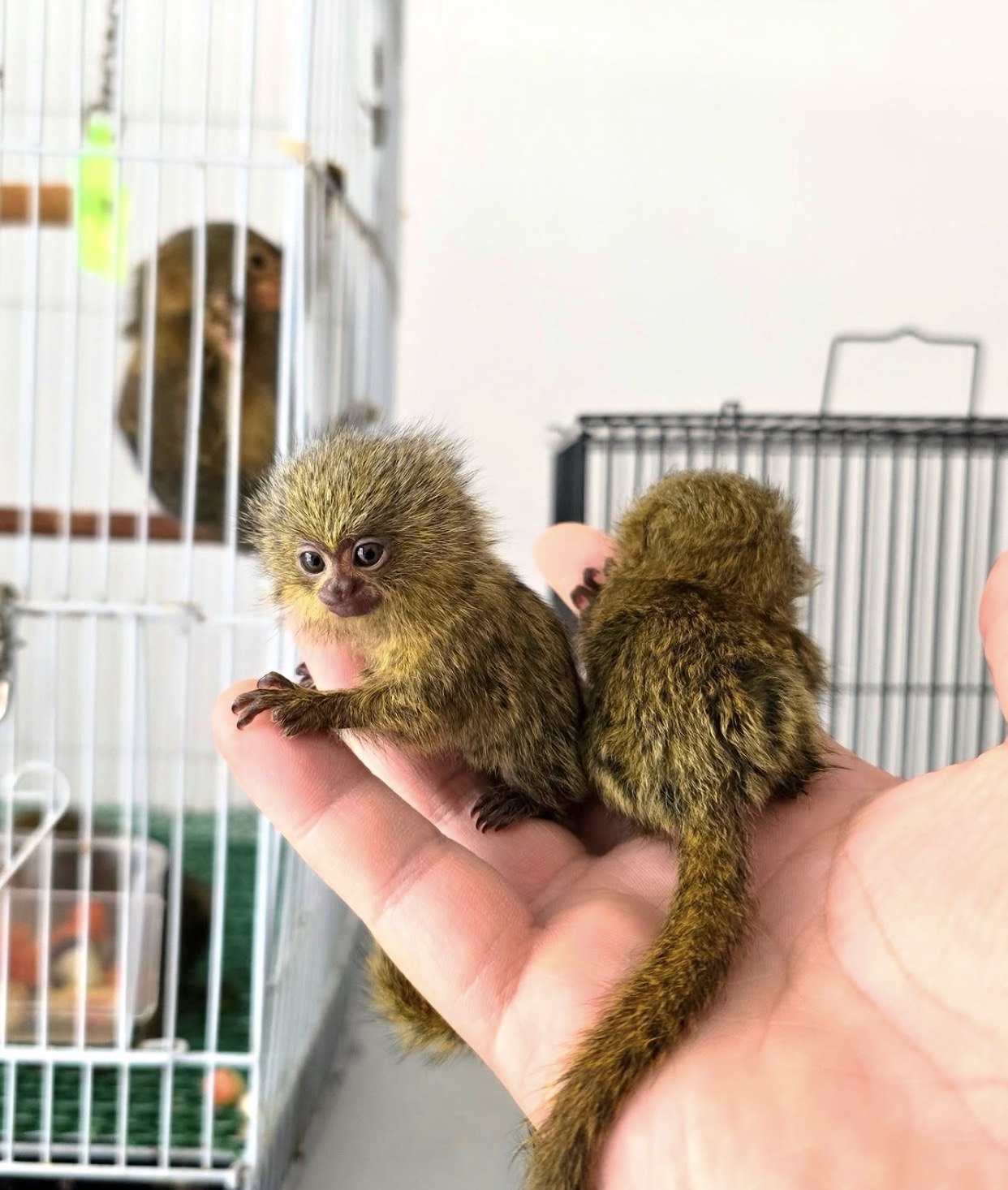 Marmoset Monkey Available in the UK