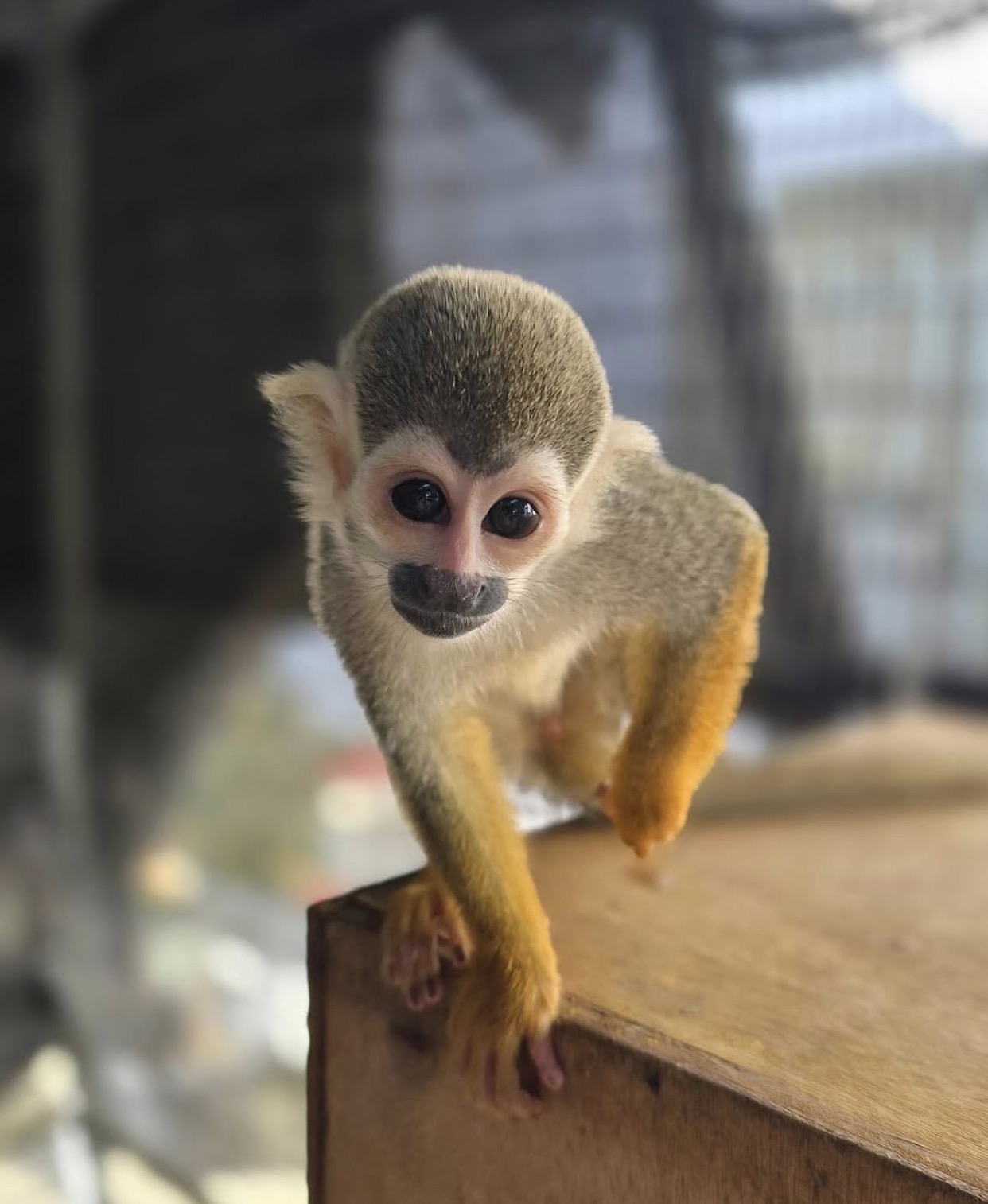 Squirrel Monkey – Healthy, Well Cared