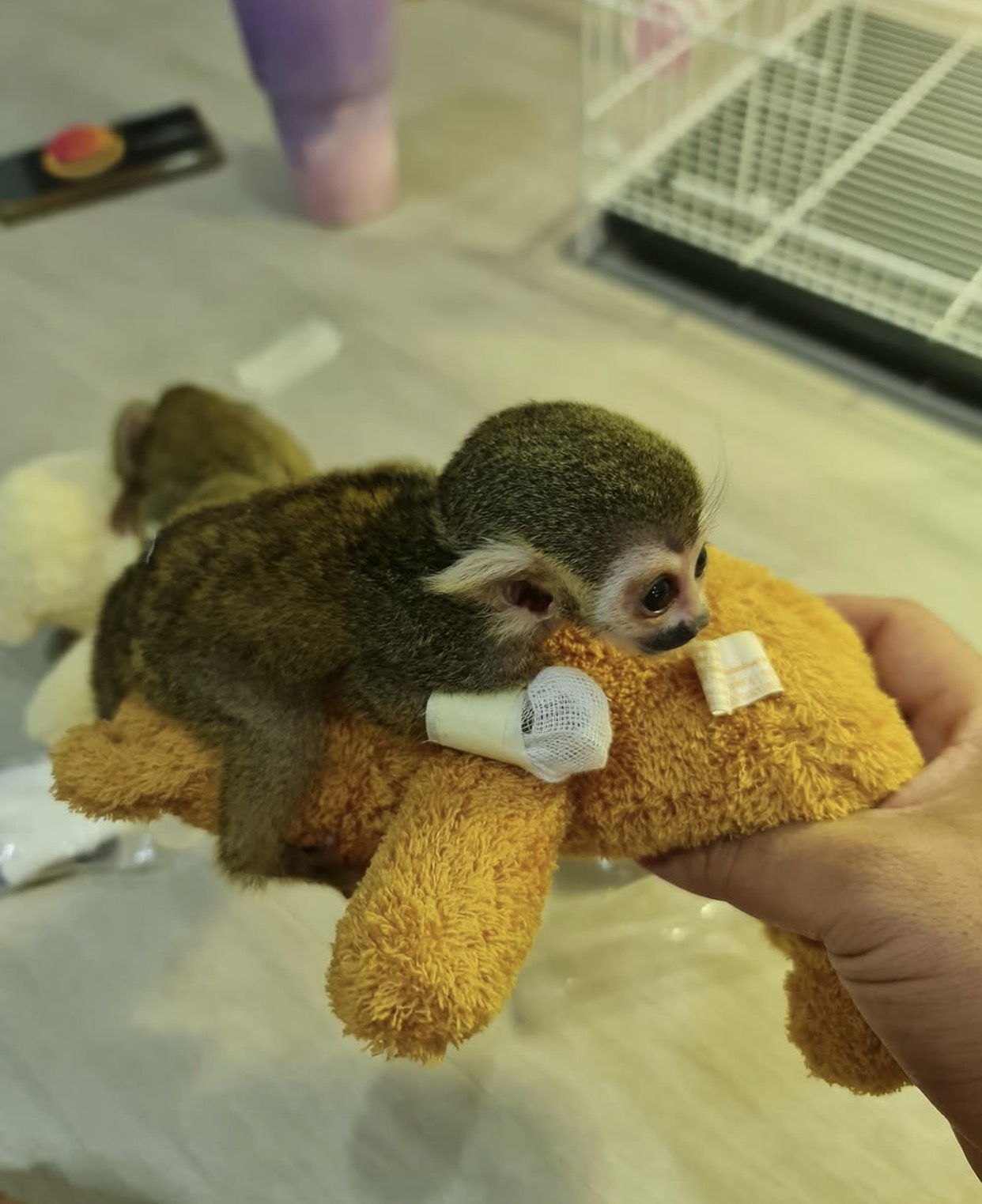 Squirrel Monkey – Healthy & Carefully Raised