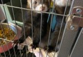 Ferrets for sale