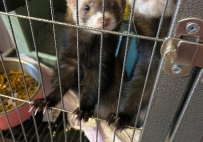 ferrets11