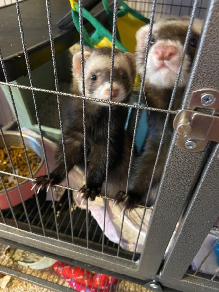 Ferrets for sale