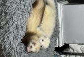 Ferrets for sale