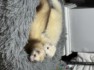 Ferrets for sale